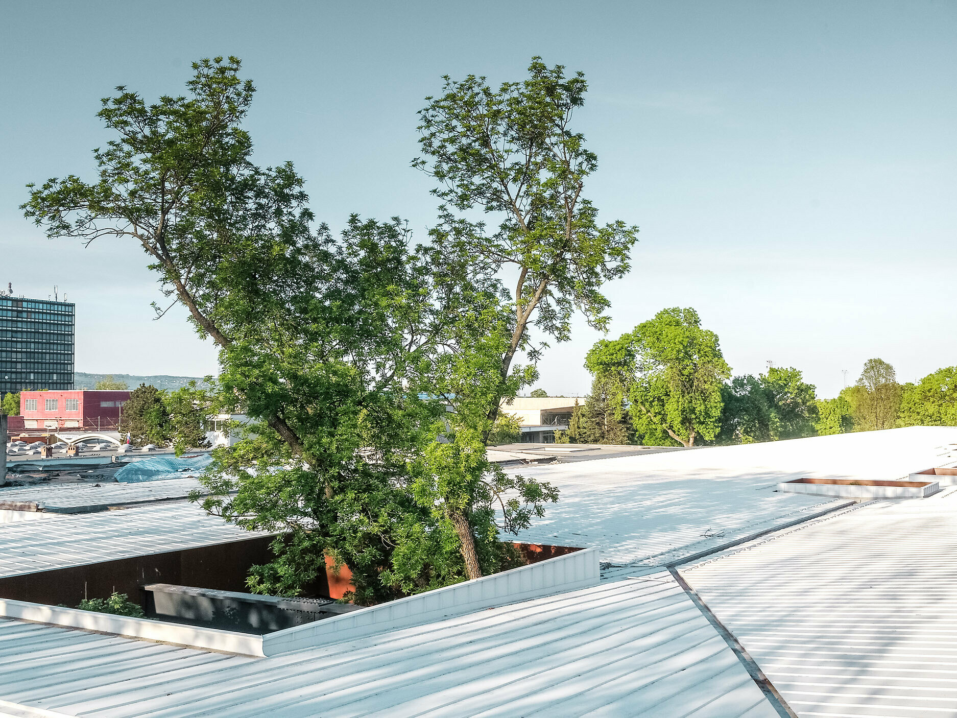 Na obrázku je autobusová zastávka v Chorvátsku s bielou strechou Prefalz od spoločnosti PREFA. Veľké stromy prerážajú strechu na viacerých miestach, čím stavbe dodávajú osobitý architektonický prvok. V pozadí je vidieť ďalšie budovy a vysokú kancelársku vežu. Obrázok zdôrazňuje kombináciu funkčnej architektúry a prírodného prostredia, pričom biela strecha a zeleň stromov vytvárajú výrazný kontrast.